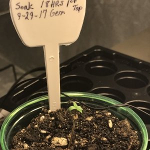 Day 5 plant 5