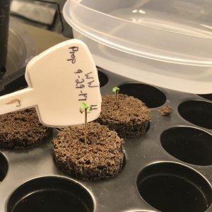 Day 5 plant 11