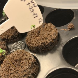 Day 5 plant 12