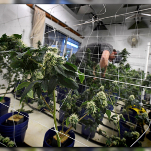 Warehouse Grow -  Getty Images