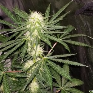 2nd grow day 25 of flowering