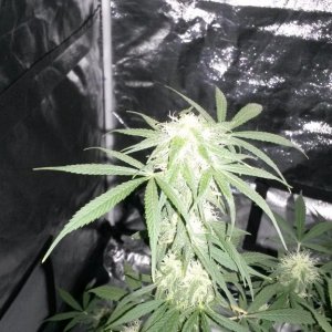 Some 1st grow pics