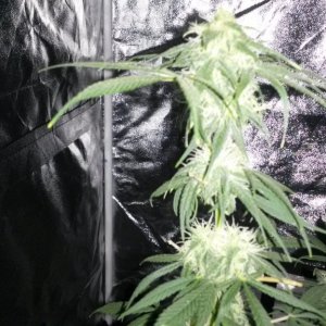 Some 1st grow pics