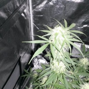 Some 1st grow pics