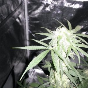 Some 1st grow pics