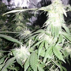 Some 1st grow pics