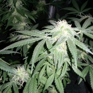 Some 1st grow pics