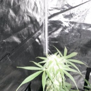 Some 1st grow pics