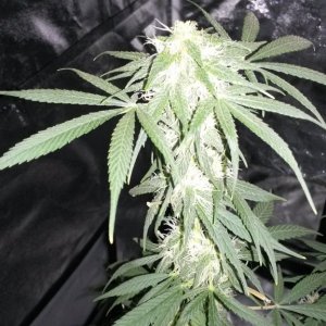 Some 1st grow pics