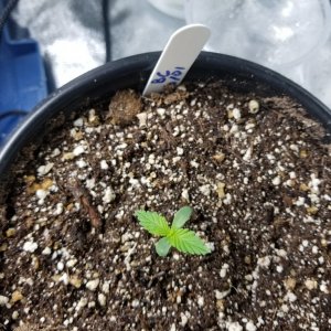 Seedlings 10/05