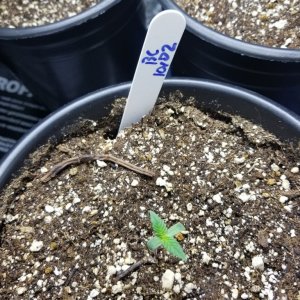 Seedlings 10/05