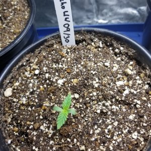 Seedlings 10/05