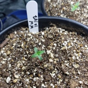 Seedlings 10/05