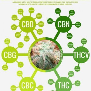 Cannabinoid Infographic