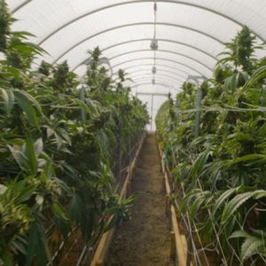 Industrial Grow - Head Gear Films