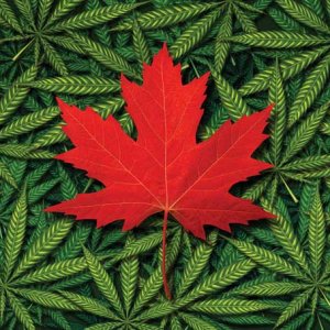 Canada Marijuana - THINKSTOCK