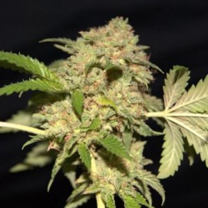 Phenofinder - female cannabisseeds