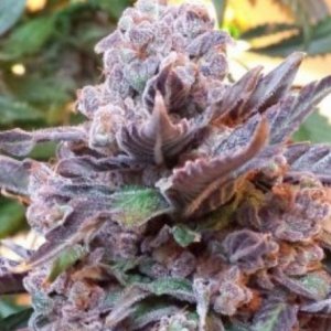 Phenofinder - female cannabisseeds