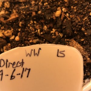 3 of 4 of the news seeds (sd 15)