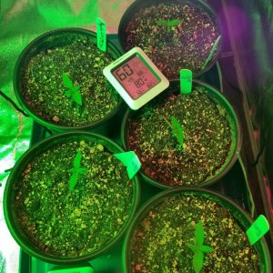 Seedlings 10 09 pm