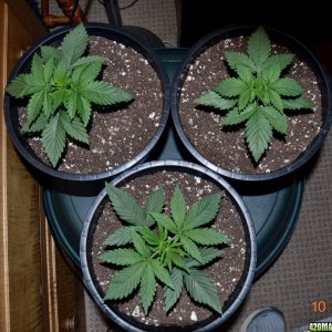 sssdh 16 days above soil