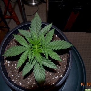 black jack 16 days above soil