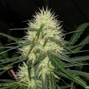 day 32 of flowering 2nd grow