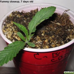 CBD Yummy babies 7 days old