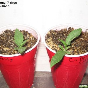 CBD Yummy babies 7 days old