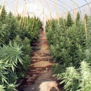 Greenhouse Grow - DEA