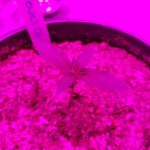 Seedlings 10 10 pm