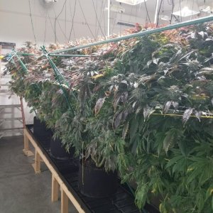 medical grow