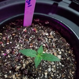 Seedlings 10 11