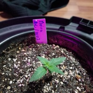 Seedlings 10 11