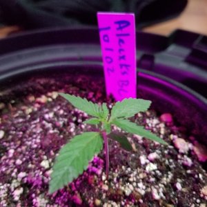 Seedlings 10 11