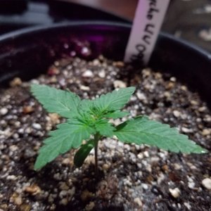 Seedlings 10 11