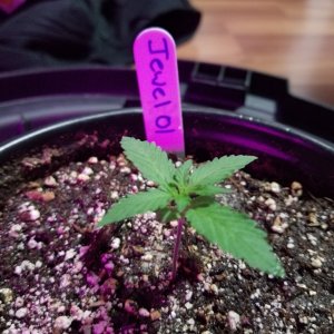 Seedlings 10 11