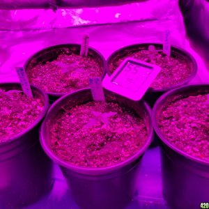 Seedlings 10 11