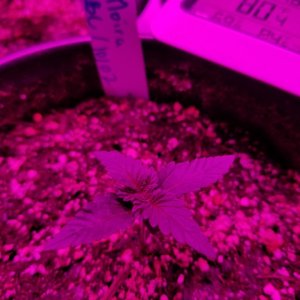 Seedlings 10 11 pm