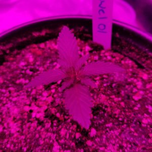 Seedlings 10 11 pm