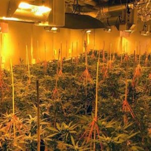 Police Bust Indoor Grow - Hall County MANS