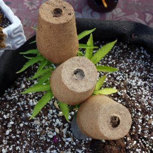 peat pot covers