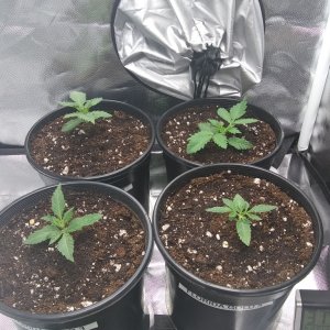 In Search of Mother (grow Journal)