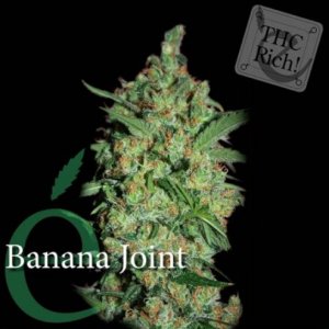 elite seeds, banana joint - weedseeds