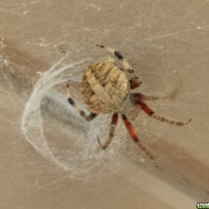 Front porch spider