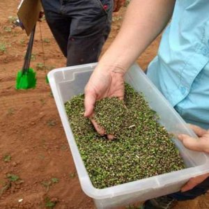 Hemp Seeds - NCSU Extension