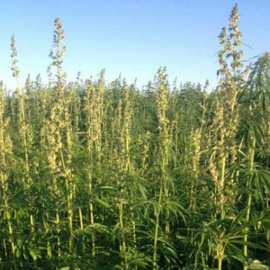 Hemp in Washington - HempLogic