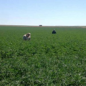 Hemp Field in Washington - HempLogic