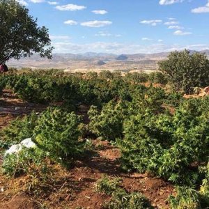 Turkish Cannabis - AA Photo