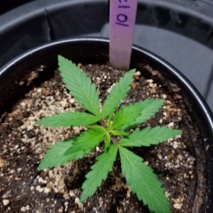 Seedlings 10 15 2017